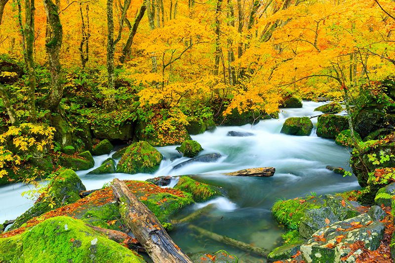 青森 奧入瀨溪流 紅葉 5處景點 阿修羅溪 奧入瀨溪流的代表風景 水流最強的地區 動態水流 奧入瀨溪流最美的景點 洶湧的流水和鮮豔的紅葉