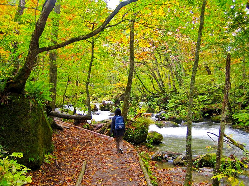 ลำธาร Aomori Oirase ใบไม้เปลี่ยนสี จุดที่น่าตื่นตา ผู้หญิงกำลังเดินอยู่ข้างลำธาร เดินป่า