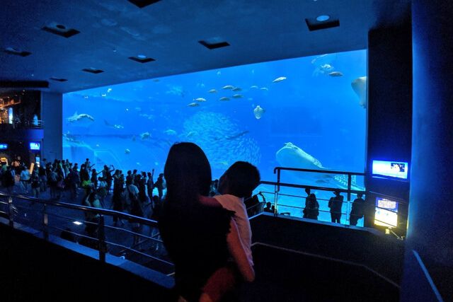 美ら海水族館の巨大水槽を見る親子