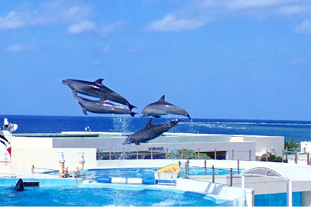 オキちゃん劇場でのイルカジャンプ