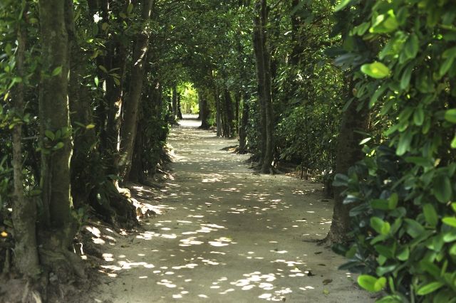 沖縄・備瀬のフクギ並木