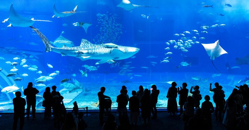 What are the charms and highlights of Churaumi Aquarium? Explain the reason for its popularity!