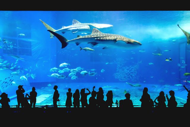 沖縄　海洋博公園　見どころ　美ら海水族館