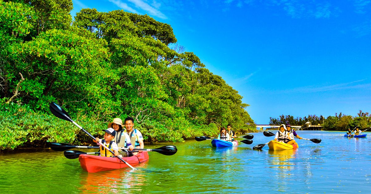 Okinawa Kayaking Recommended Ranking Okukubi River Okinawa Main Island Mangrove Kayaking