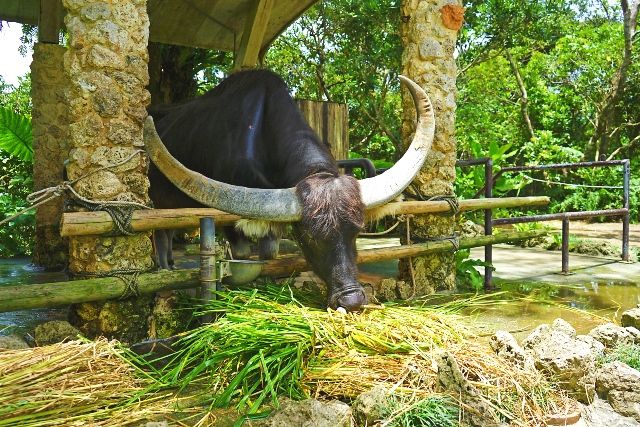 沖縄　子ども連れ　おすすめ観光スポット　ビオスの丘　水牛