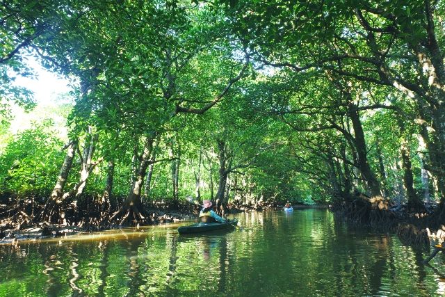 冲绳西表岛红树林独木舟和皮划艇爱好者
