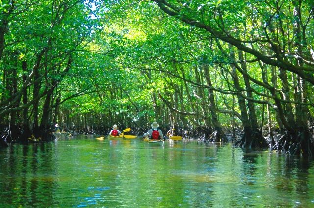 人们在冲绳西表岛仲间川上享受红树林皮划艇的乐趣