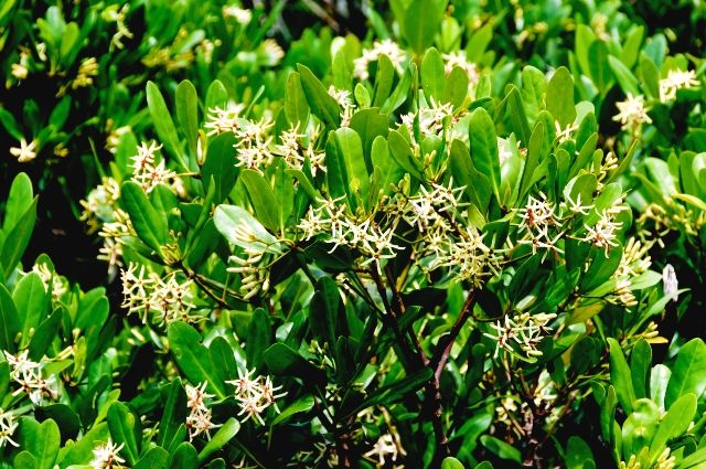 冲绳红树林烛花白花