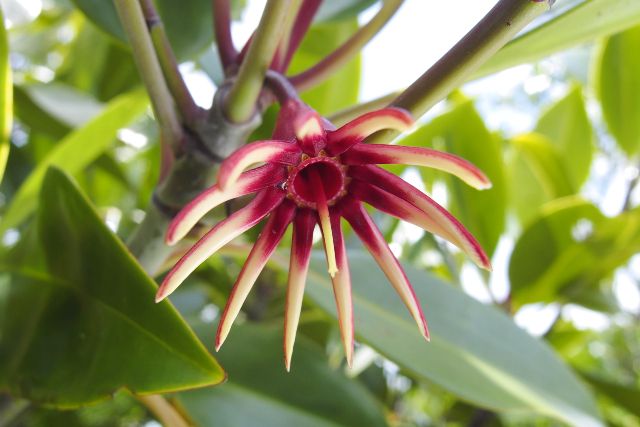 冲绳红树林 Bruguiera 花