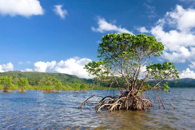 冲绳红树林