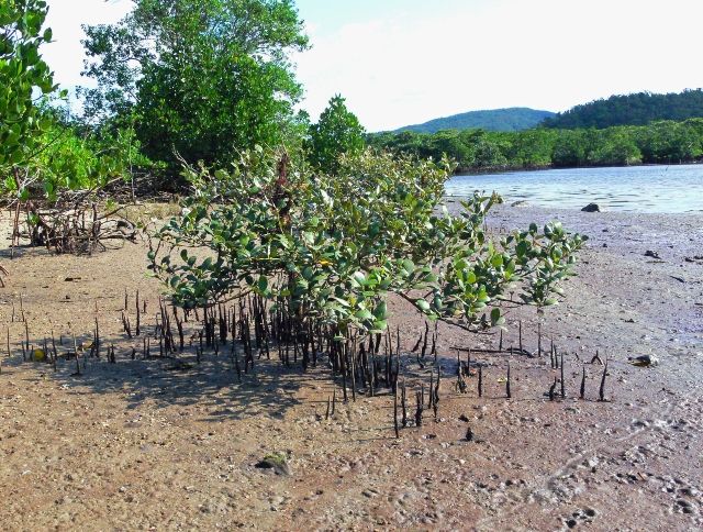 冲绳、西表岛、Mangrove Mayapsiquis、Xungen