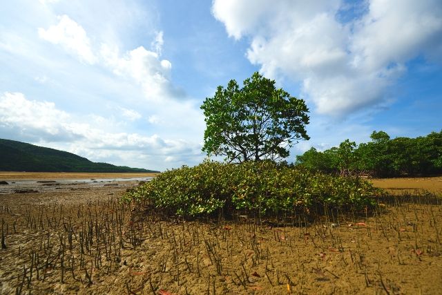 冲绳红树林 avicenna xungen