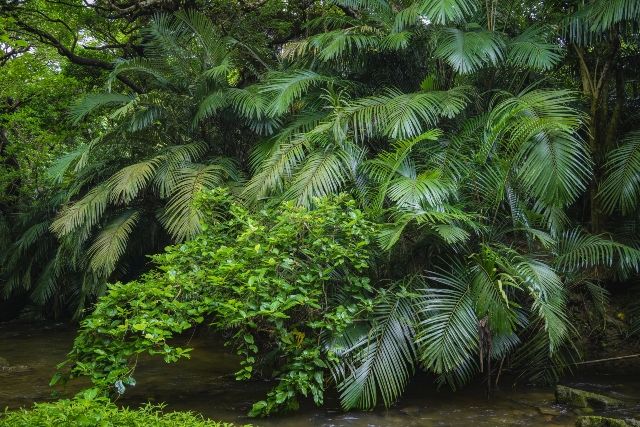 冲绳红树林尼帕棕榈