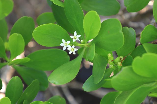 冲绳红树林白花
