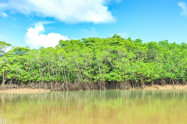 冲绳石垣岛宫良川沿岸的红树林