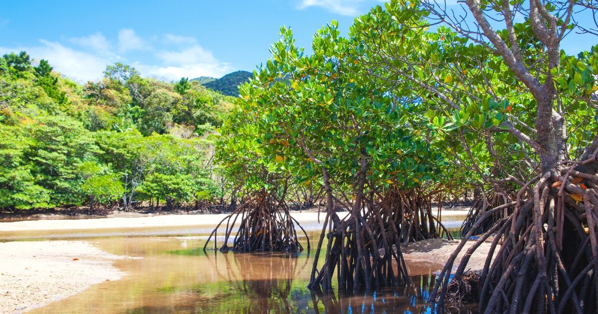 冲绳红树林物种完全指南 | 特征和观察点