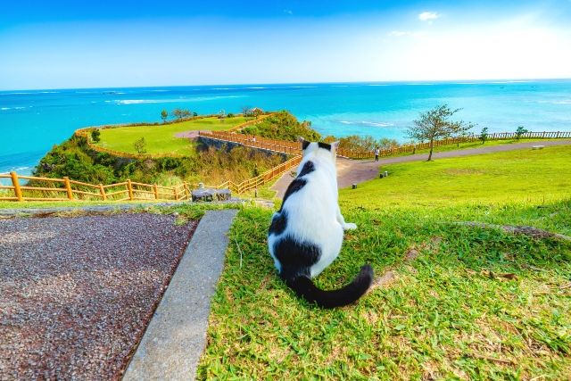 沖縄北部 おすすめ観光スポット 万座毛 猫