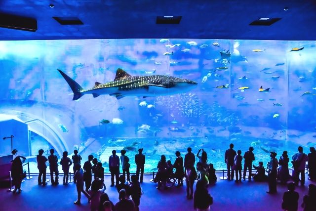 沖縄北部 観光スポット 沖縄美ら海水族館