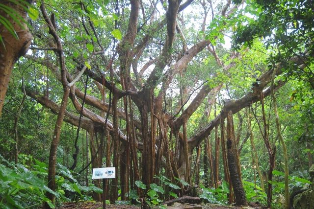 沖縄北部 穴場スポット 国頭村 アスムイハイクス