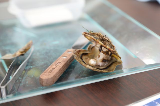 아야코 조개에서 진주를 꺼내 액세서리 제작