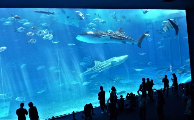 แท็งก์ขนาดใหญ่ที่ Churaumi Aquarium ใน Motobu-cho, Okinawa