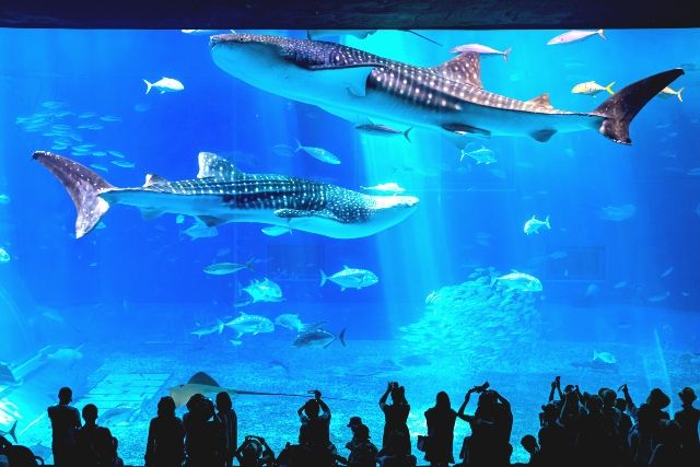 冲绳观光景点 冲绳美丽海水族馆
