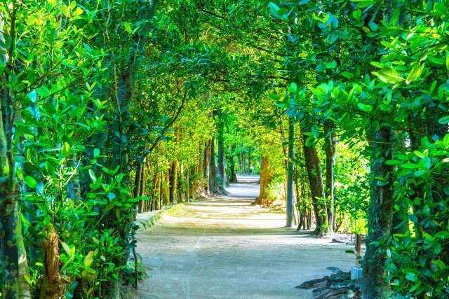 冲绳隐藏的宝石旅游景点：福木树线