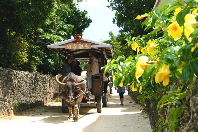 沖縄離島 おすすめ 竹富島 水牛車