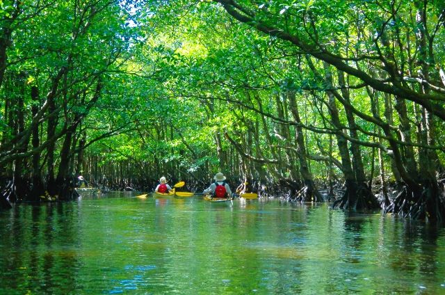 沖縄離島 西表島 マングローブカヌー
