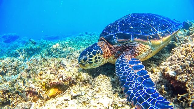 沖縄離島 おすすめ 慶良間諸島 ケラマブルー ウミガメ