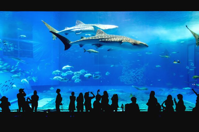 沖縄旅行　おすすめ　2歳児　沖縄美ら海水族館