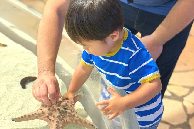 沖縄美ら海水族館　ヒトデと触れ合う2歳児