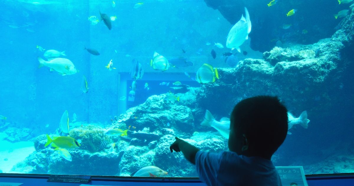 2歳児と楽しむ沖縄旅行ガイド！観光地・アクティビティ・モデルコースまで