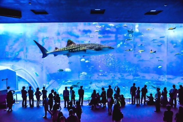 沖繩美麗海水族館