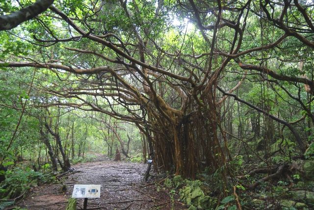 沖繩旅遊景點 阿蘇梅徒步旅行