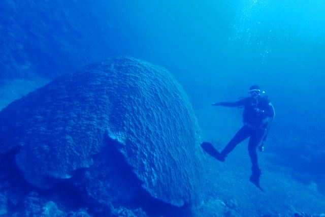 2月沖縄の海中で大サンゴと記念撮影をする人