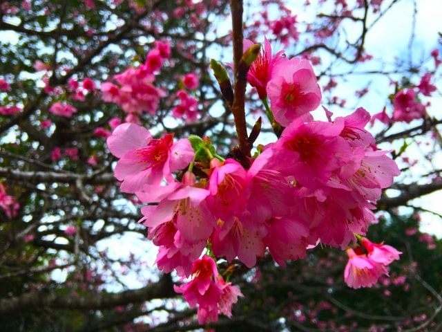 1月沖縄　寒緋桜