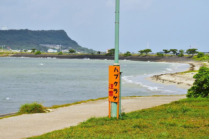 沖縄の海はいつからいつまで入れる?クラゲ発生時期と旅行費用が安い狙い目のシーズンを徹底解説!