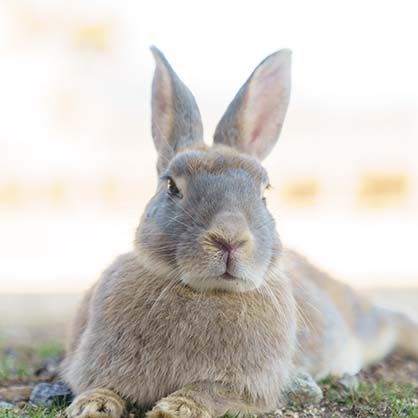 うさぎとふれあうマナー