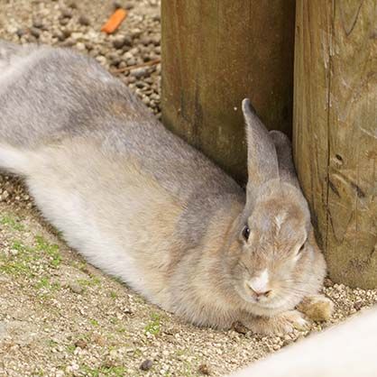 うさぎとふれあうマナー