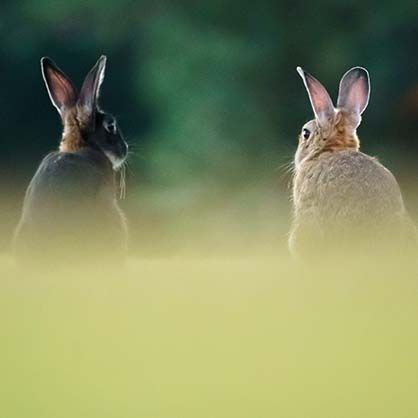 Manners to interact with rabbits