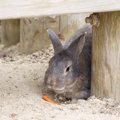 Manners to interact with rabbits