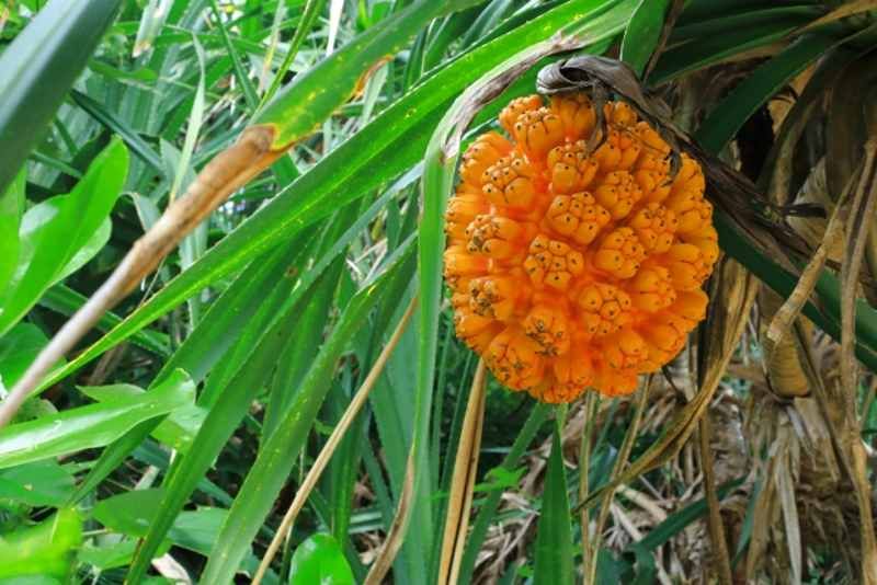 オンラインツアー体験記：沖縄・阿嘉島