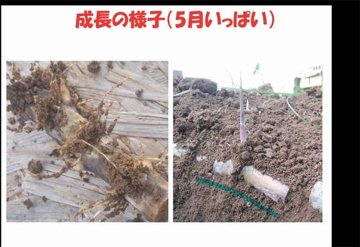 サトウキビの「強さ」に感動！