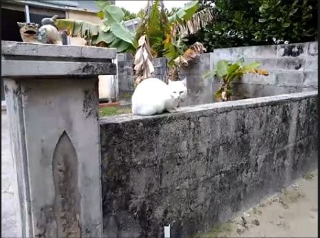 Cats are more often encountered than humans on the island