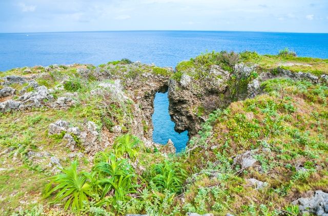 沖縄　万座毛　亜熱帯の植物