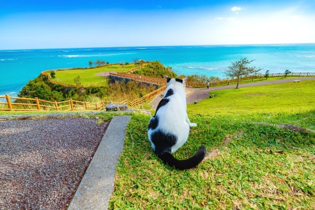 沖縄　万座毛　猫と絶景