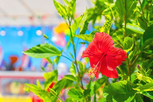 沖縄・恩納村　おすすめ　夜ご飯　カフェ　テラス席　イメージ