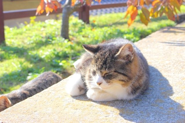 広島の尾道にいる猫