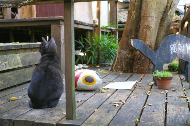 แมวในวัด Senkoji ตรอกแมว